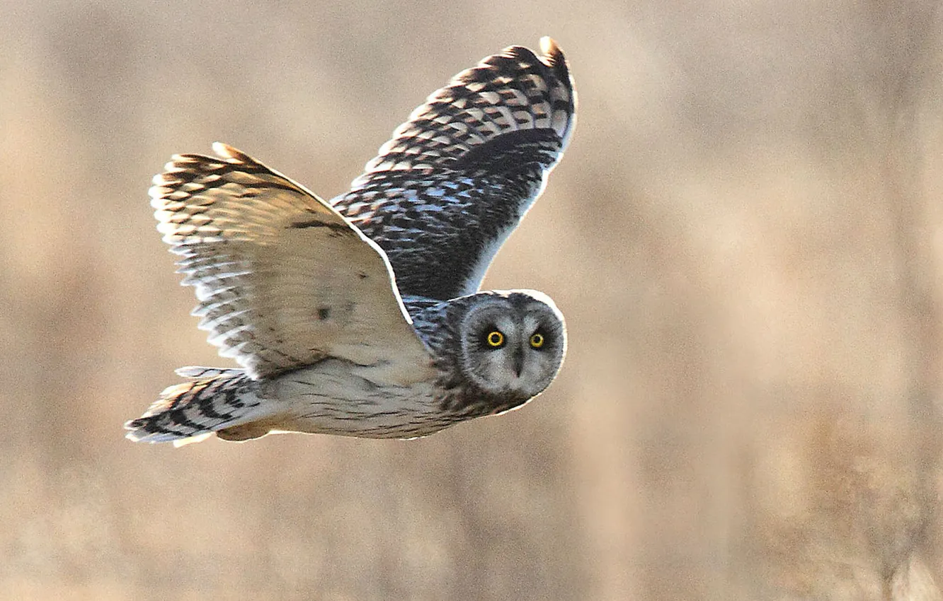 Фото обои flying, bird, owl, wildlife