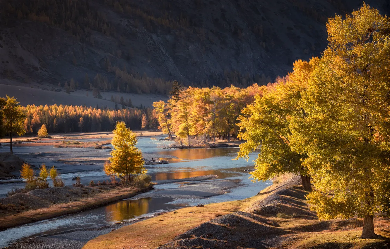 Фото обои осень, деревья, пейзаж, горы, природа, река, Алтай, Ирина Абатурова