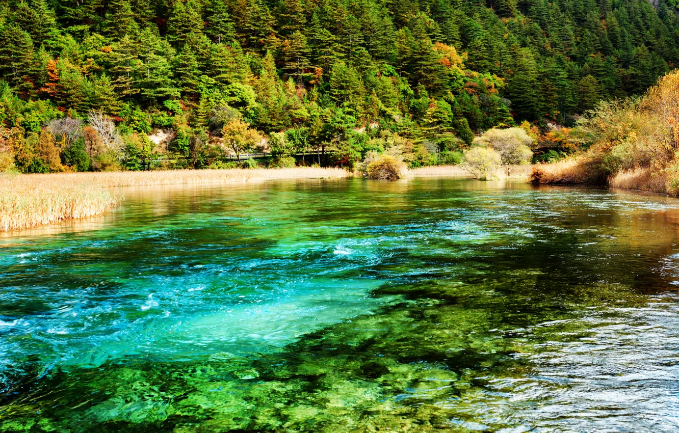 Фото обои лес, деревья, река, Китай, Jiuzhaigou national park