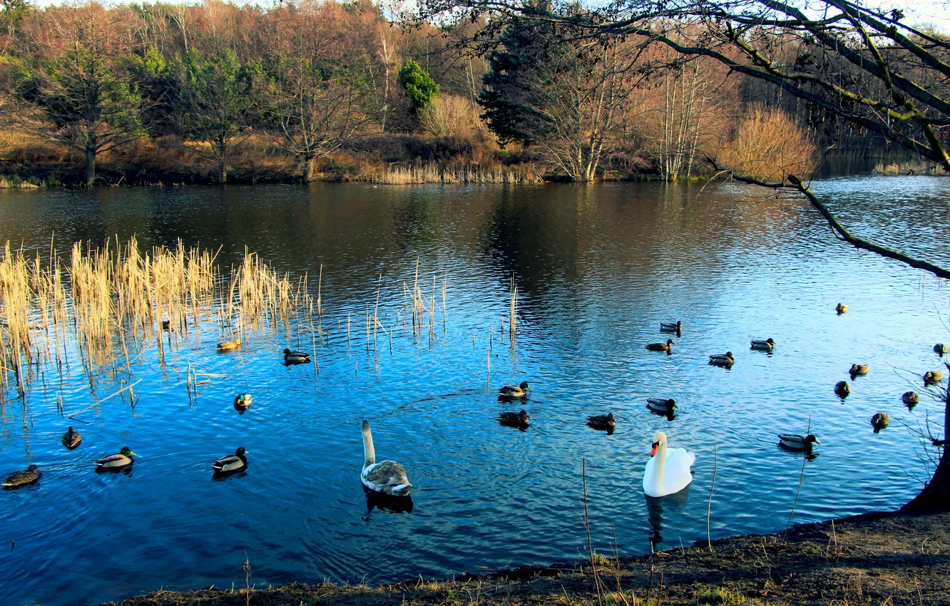 Фото обои swan, water, park, lake, birds, pond, ducs