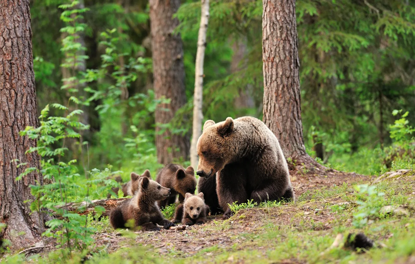 Фото обои зелень, лес, деревья, медвежата, медведица
