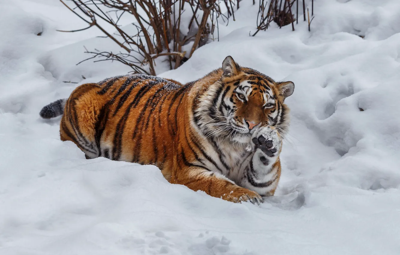 Фото обои зима, снег, тигр, поза, животное, хищник, зверь, кусты