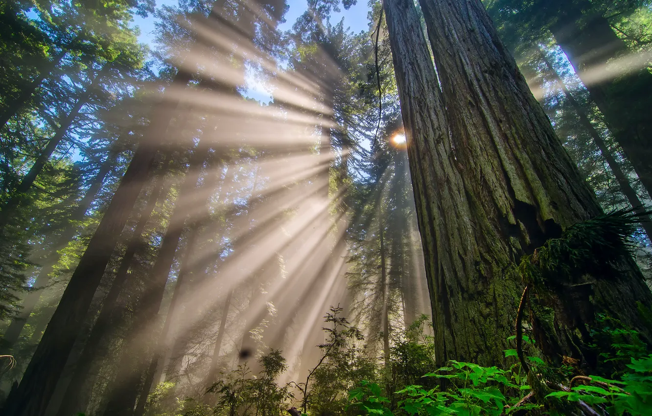 Фото обои лес, солнце, лучи, свет, деревья, ветки, Природа, Калифорния