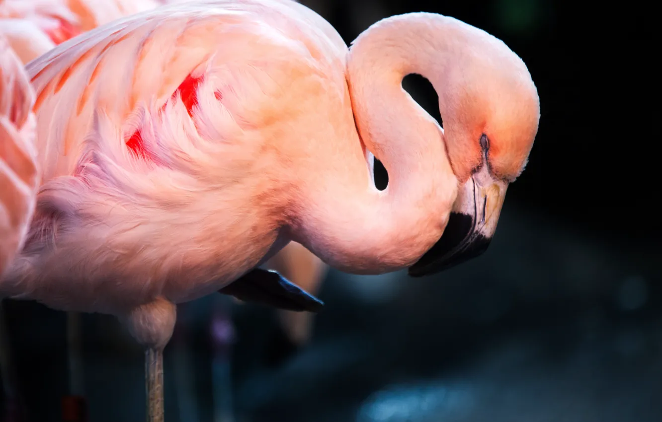 Фото обои птица, сон, фламинго