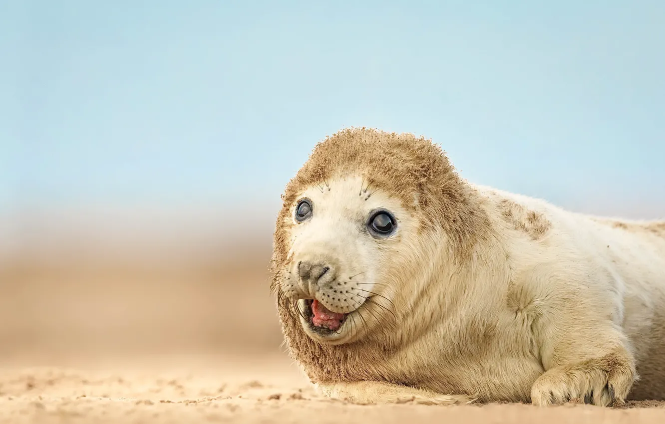 Фото обои seal, nature, wildlife