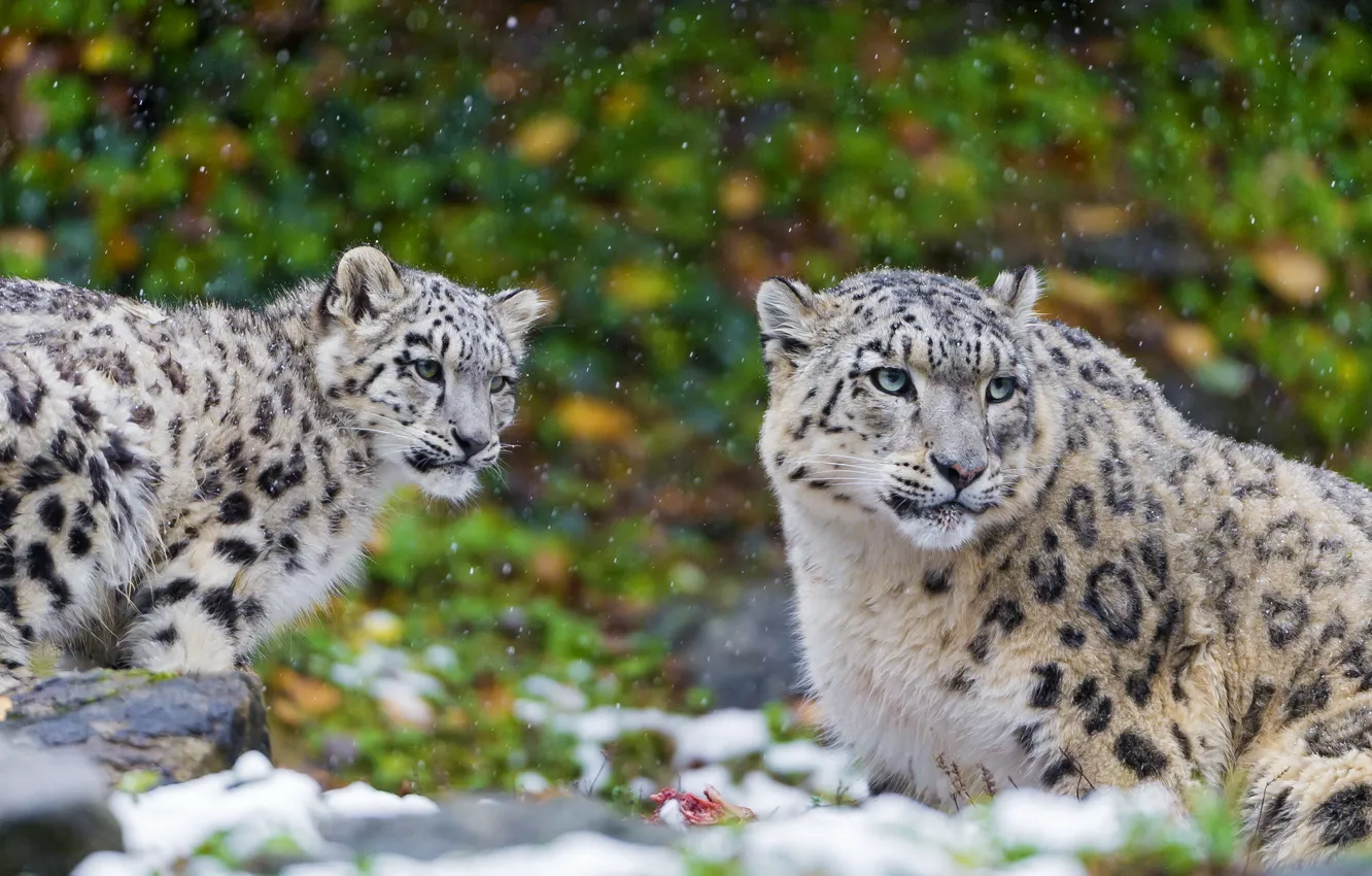 Фото обои хищник, семья, пара, ирбис, снежный барс, snow leopard, котёнок, мать