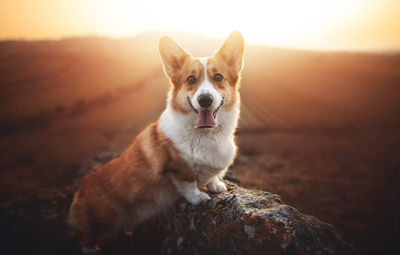 Фото обои природа, собака, корги