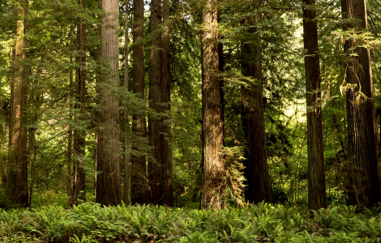 Фото обои зелень, лес, трава, деревья, США, кусты, Redwood National Park