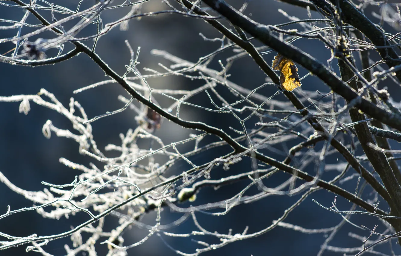 Фото обои зима, иней, ветки, лист