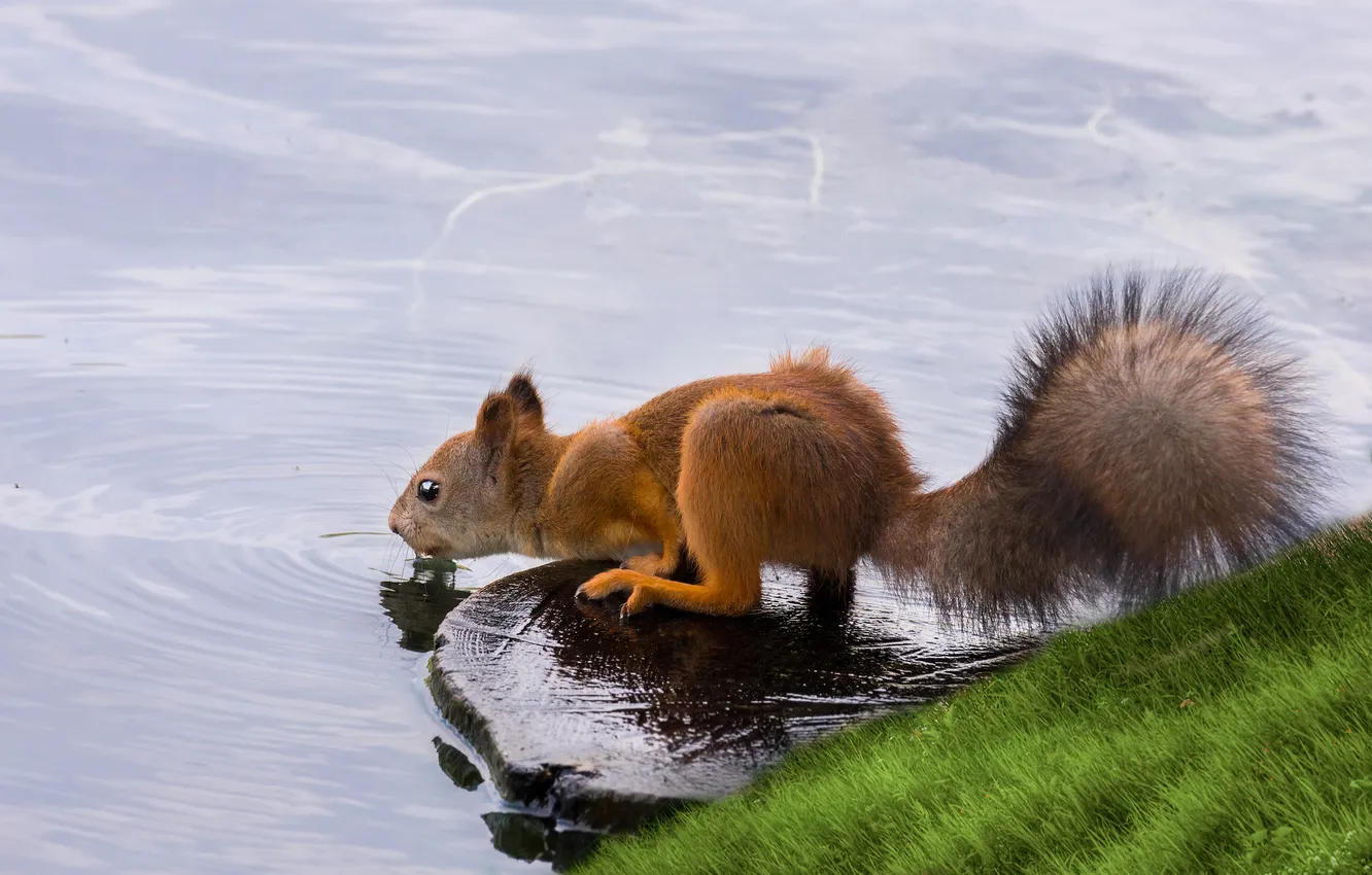 Фото обои water, squirrel, Thirst