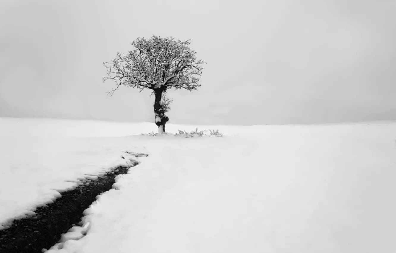 Фото обои зима, снег, дерево