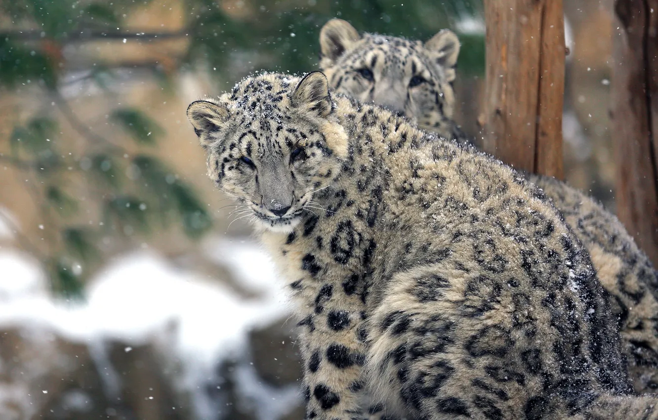 Фото обои снег, снежный барс, двое, снегопад, снежный леопард, Ирбис