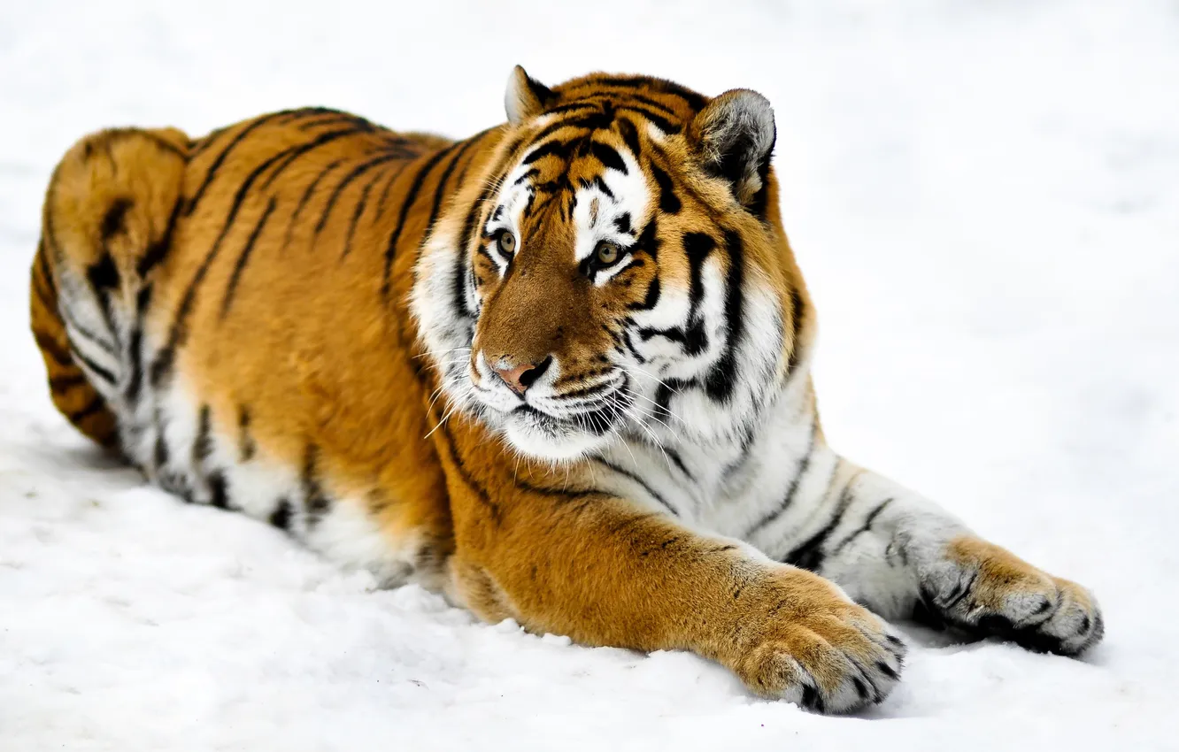 Фото обои морда, снег, тигр, лапы, шкура