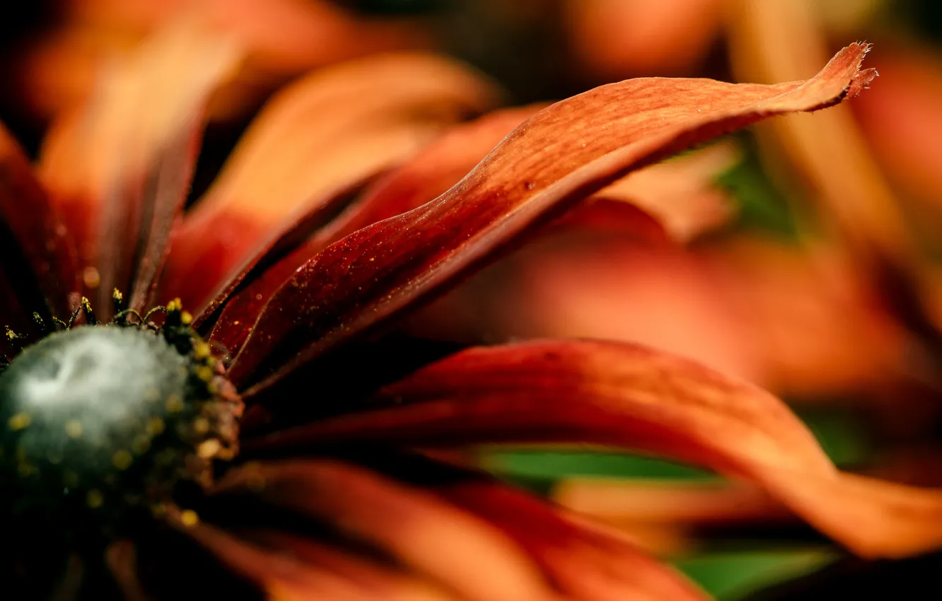 Фото обои цветок, оранжевый, красный, лепестки