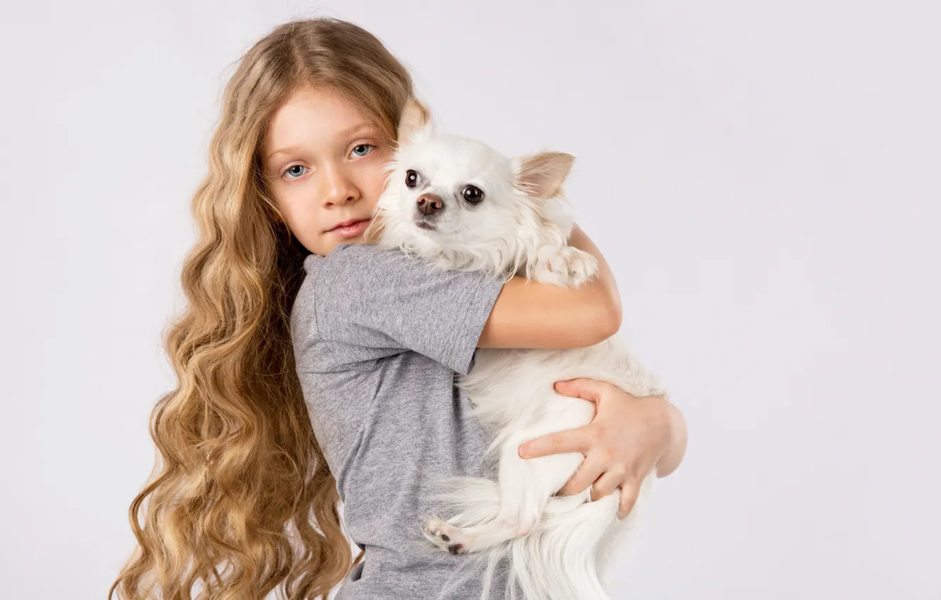 Фото обои собака, девочка, друзья, чихуахуа, dogs, little girls