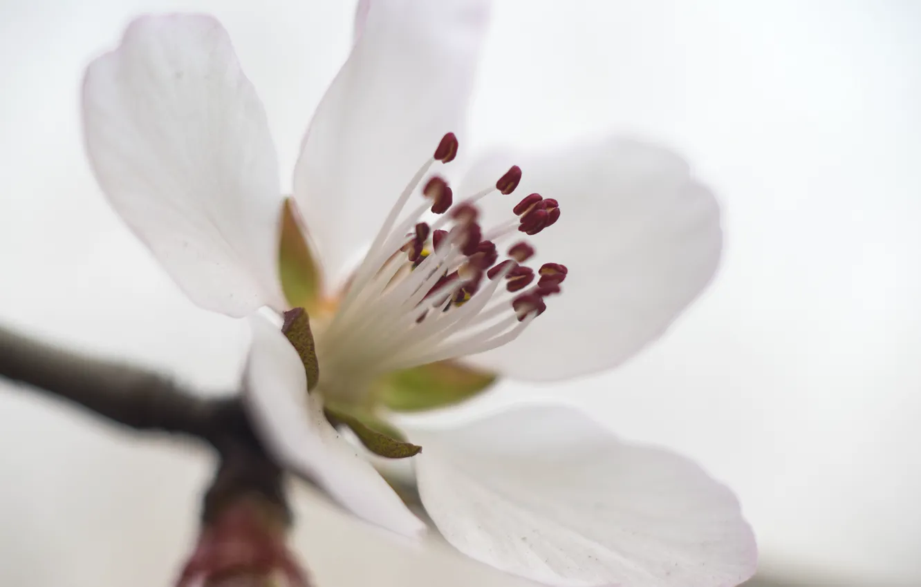 Фото обои white, flower, macro