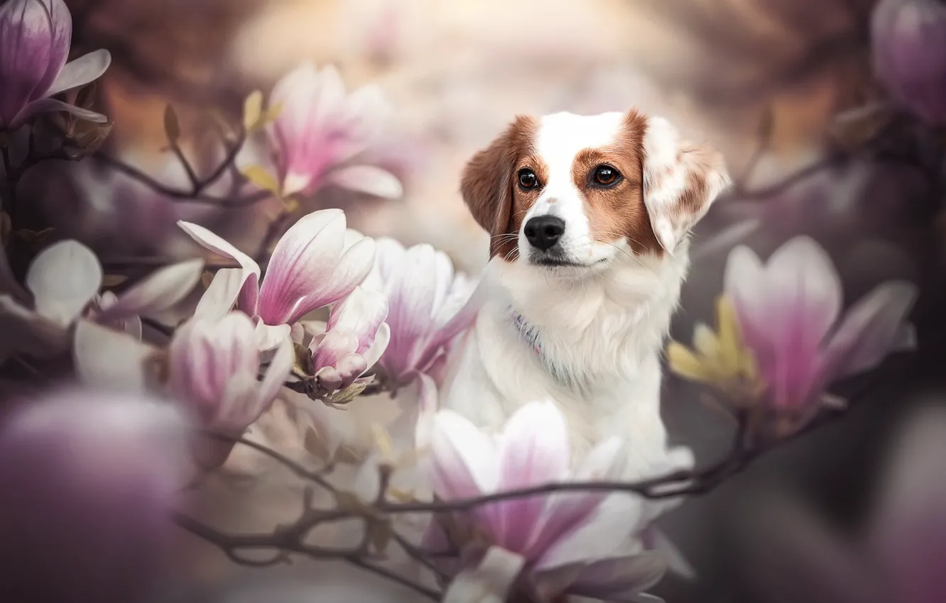 Фото обои морда, ветки, собака, цветки, магнолия, Коикерхондье