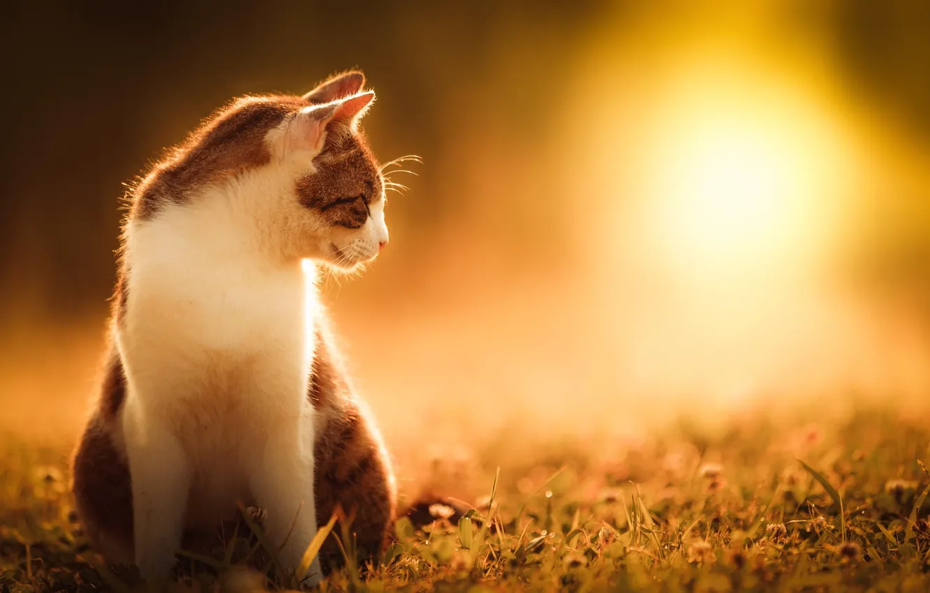 Фото обои кошка, лето, трава, кот, солнце, природа