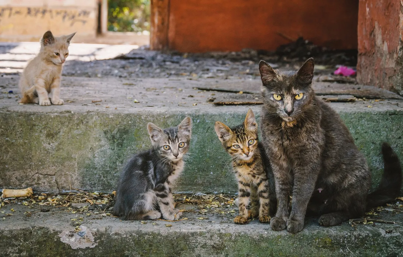 Фото обои кошка, взгляд, кошки, поза, котенок, рыжий, двор, лестница