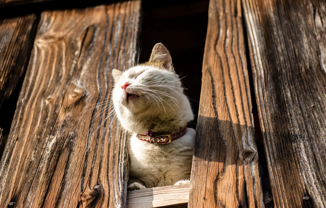 Фото обои кот, доски, забор, ошейник