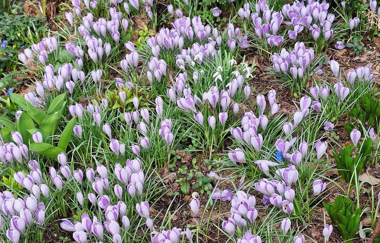 Фото обои kwiaty, zieleń, ogród warzywny, krokusy