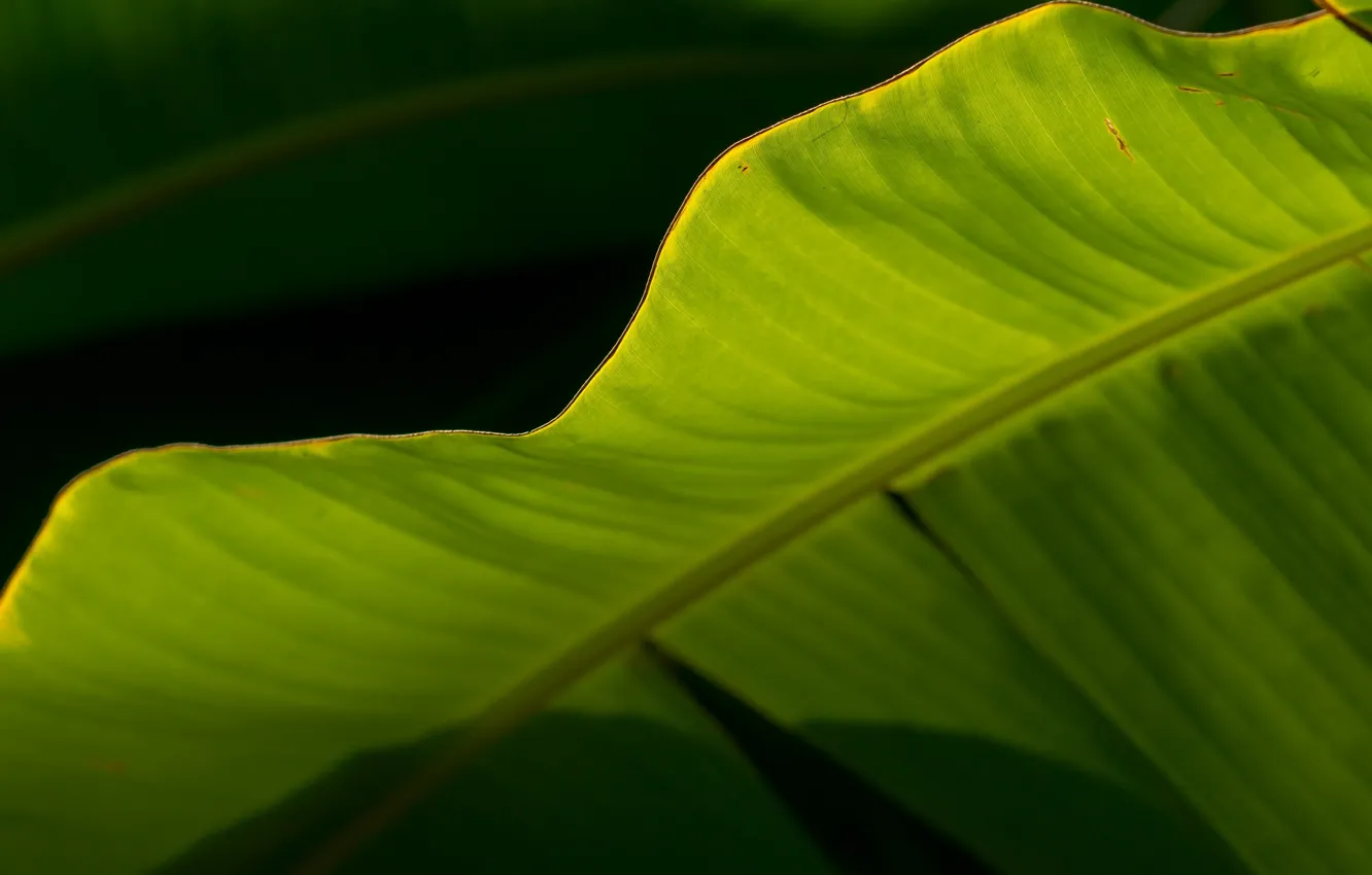 Фото обои солнце, лист, тень, банан, лето.
