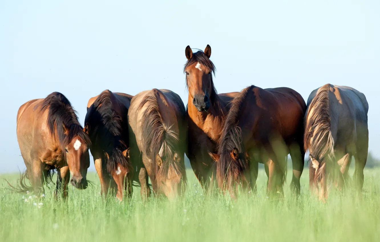 Фото обои лето, небо, трава, кони, лошади, коричневые, шесть, обои от lolita777