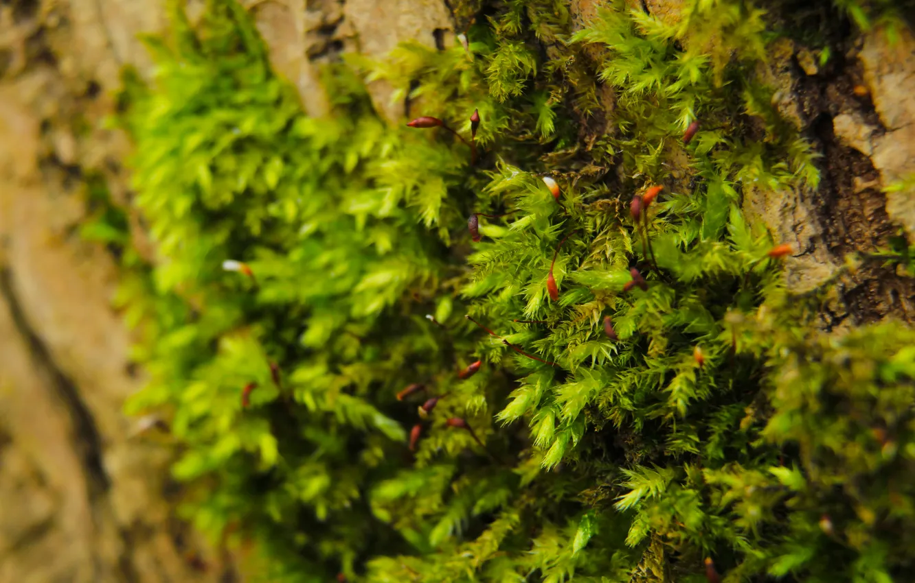 Фото обои green, plant, moss