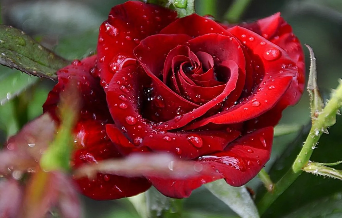 Фото обои цветы, Розы, красные розы