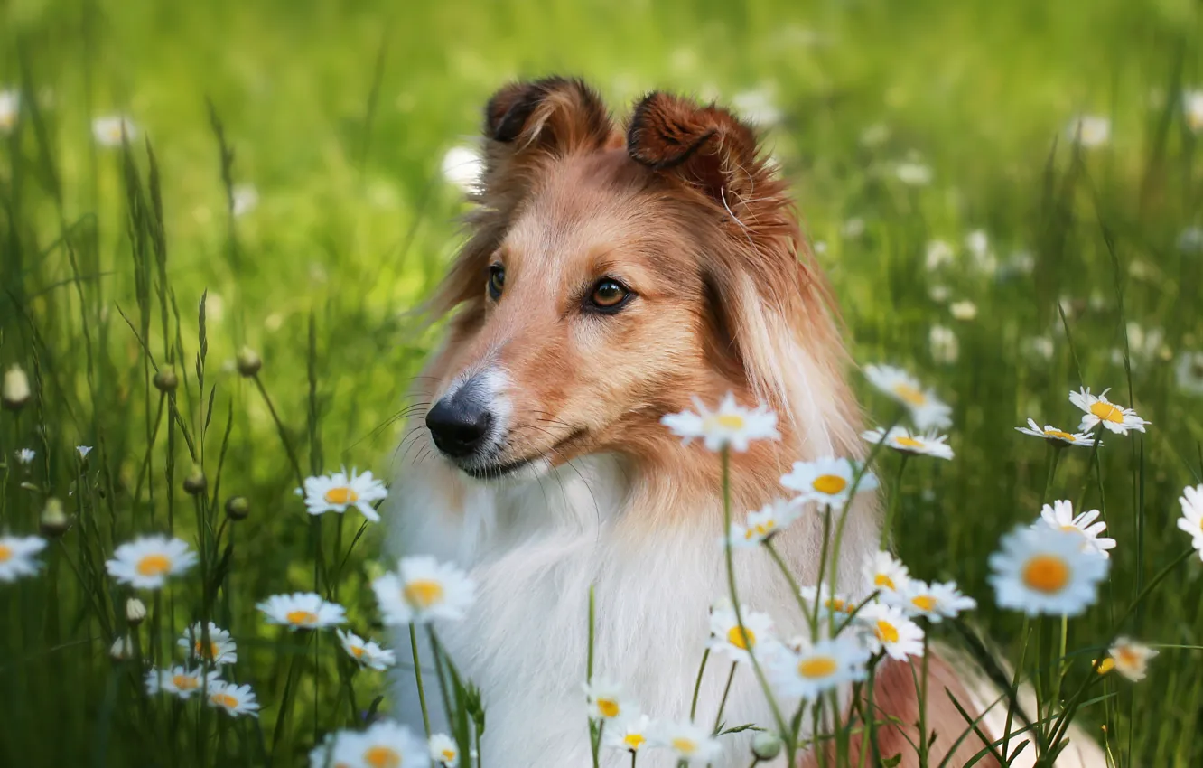 Фото обои взгляд, цветы, поляна, портрет, ромашки, собака, мордашка, колли