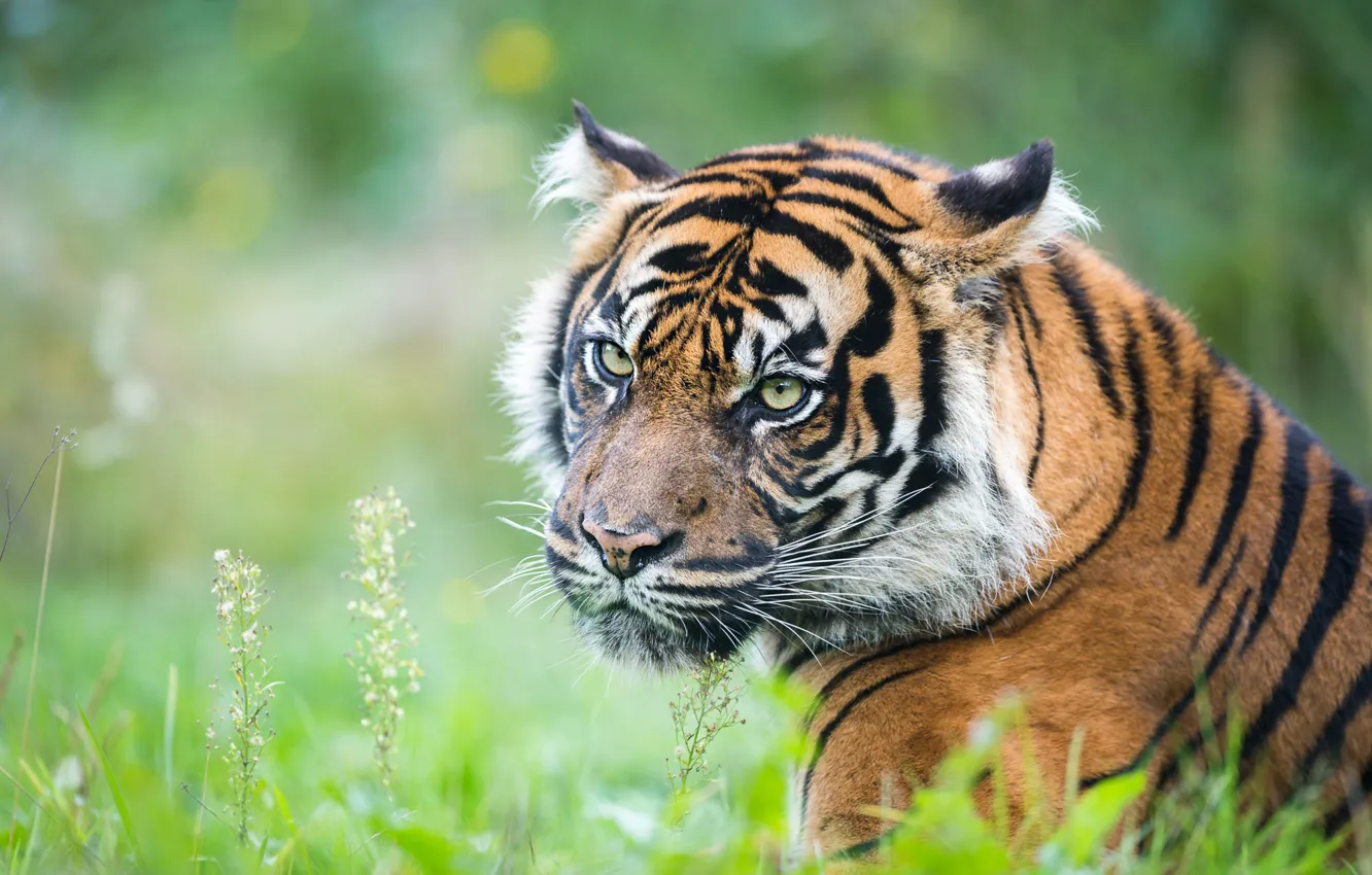 Фото обои трава, взгляд, морда, тигр, портрет