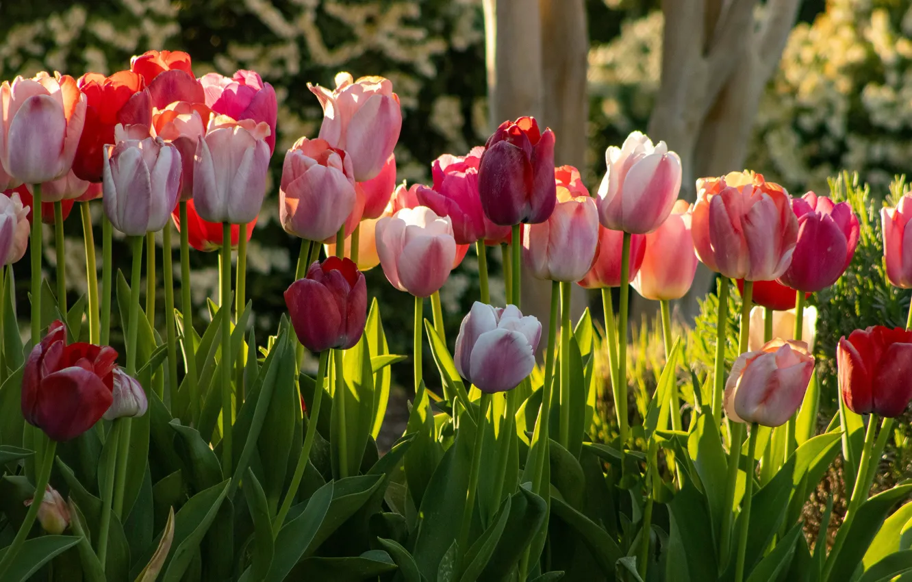 Фото обои свет, цветы, яркие, весна, сад, тюльпаны, красные, розовые