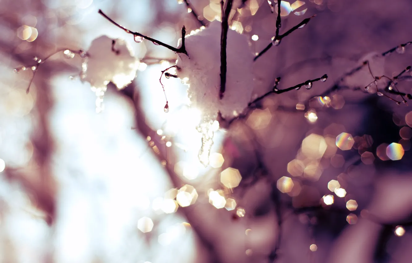 Фото обои небо, солнце, капли, свет, снег, деревья, блики, веточка