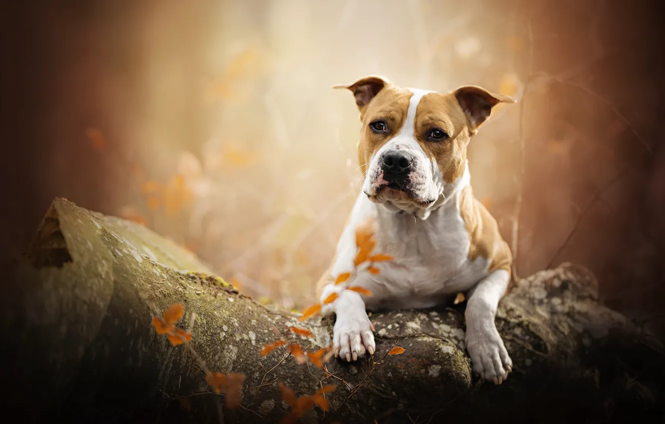 Фото обои осень, портрет, собака, бревно, боке, Американский стаффордширский терьер