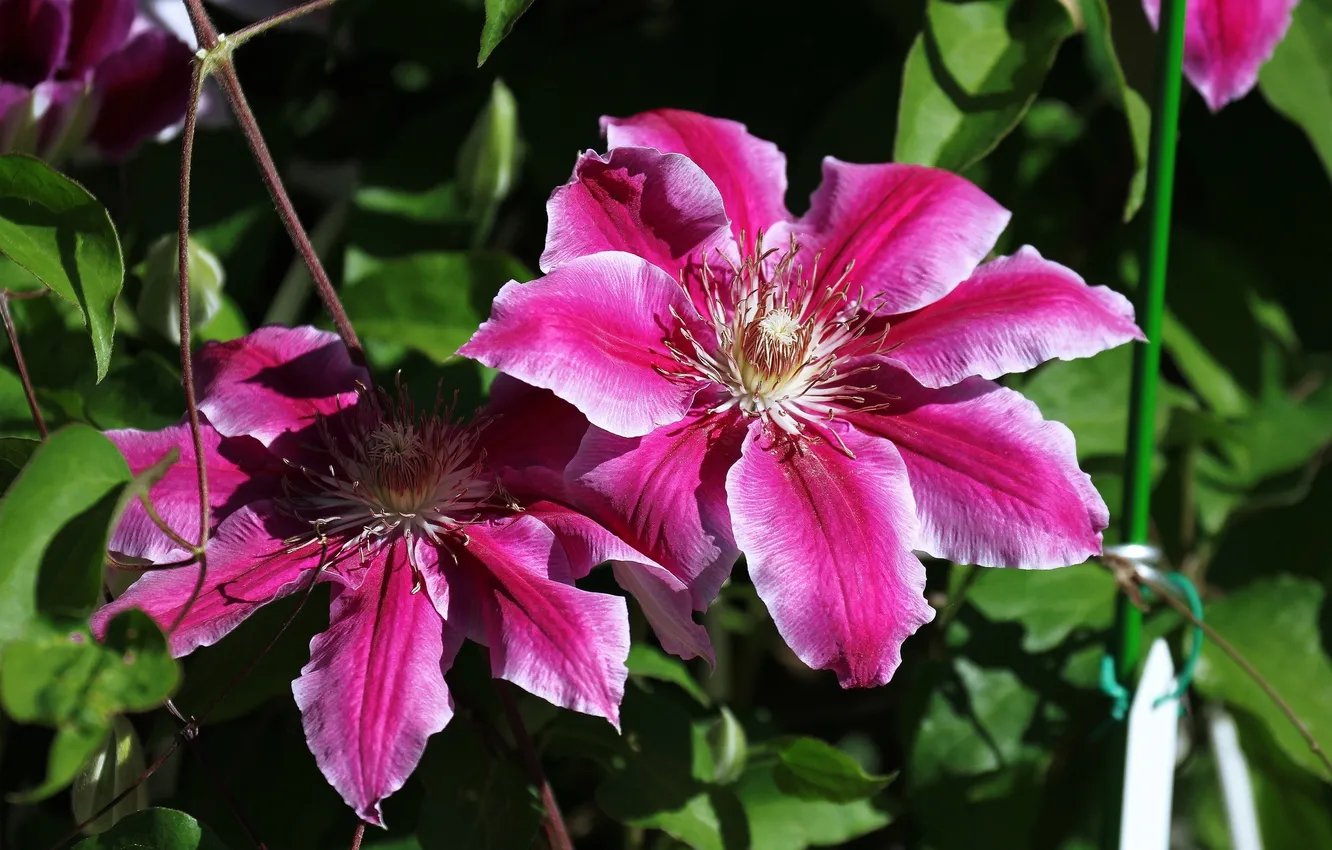 Фото обои розовый, лепестки, цветение, цветки, Клематис