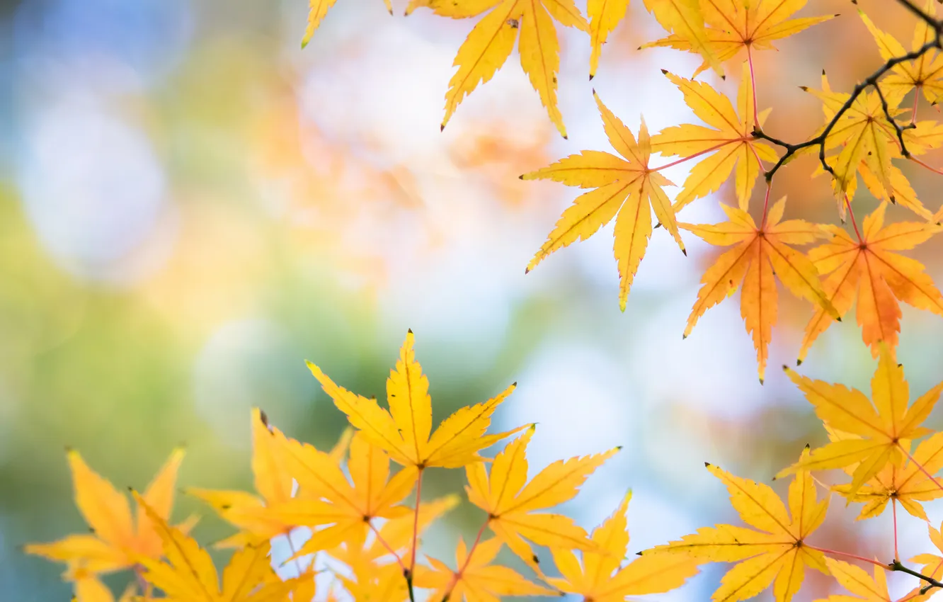 Фото обои осень, листья, макро, обои, клен