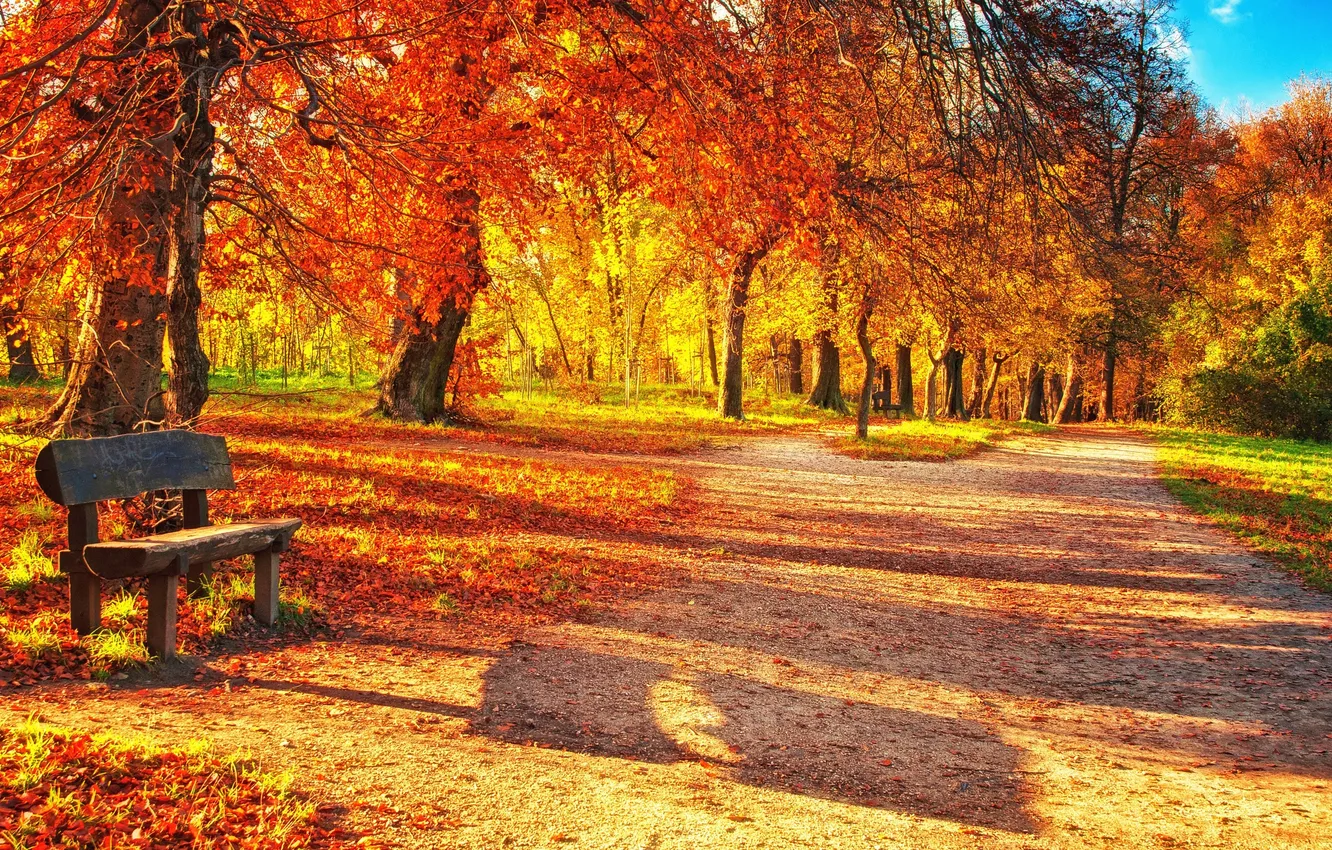 Фото обои осень, деревья, парк, дорожка, лавка