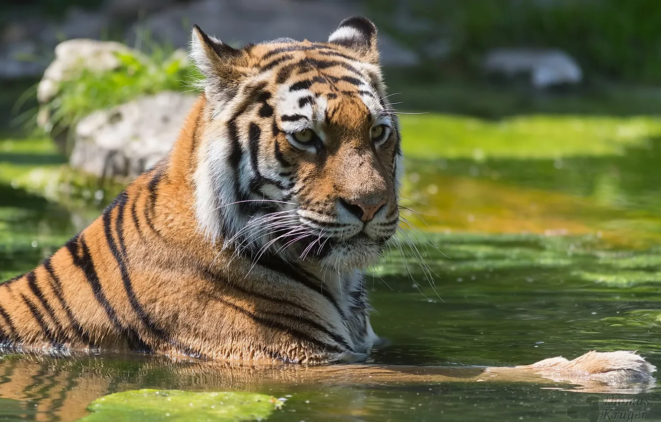 Фото обои вода, тигр, пруд, отдых, купание, tiger