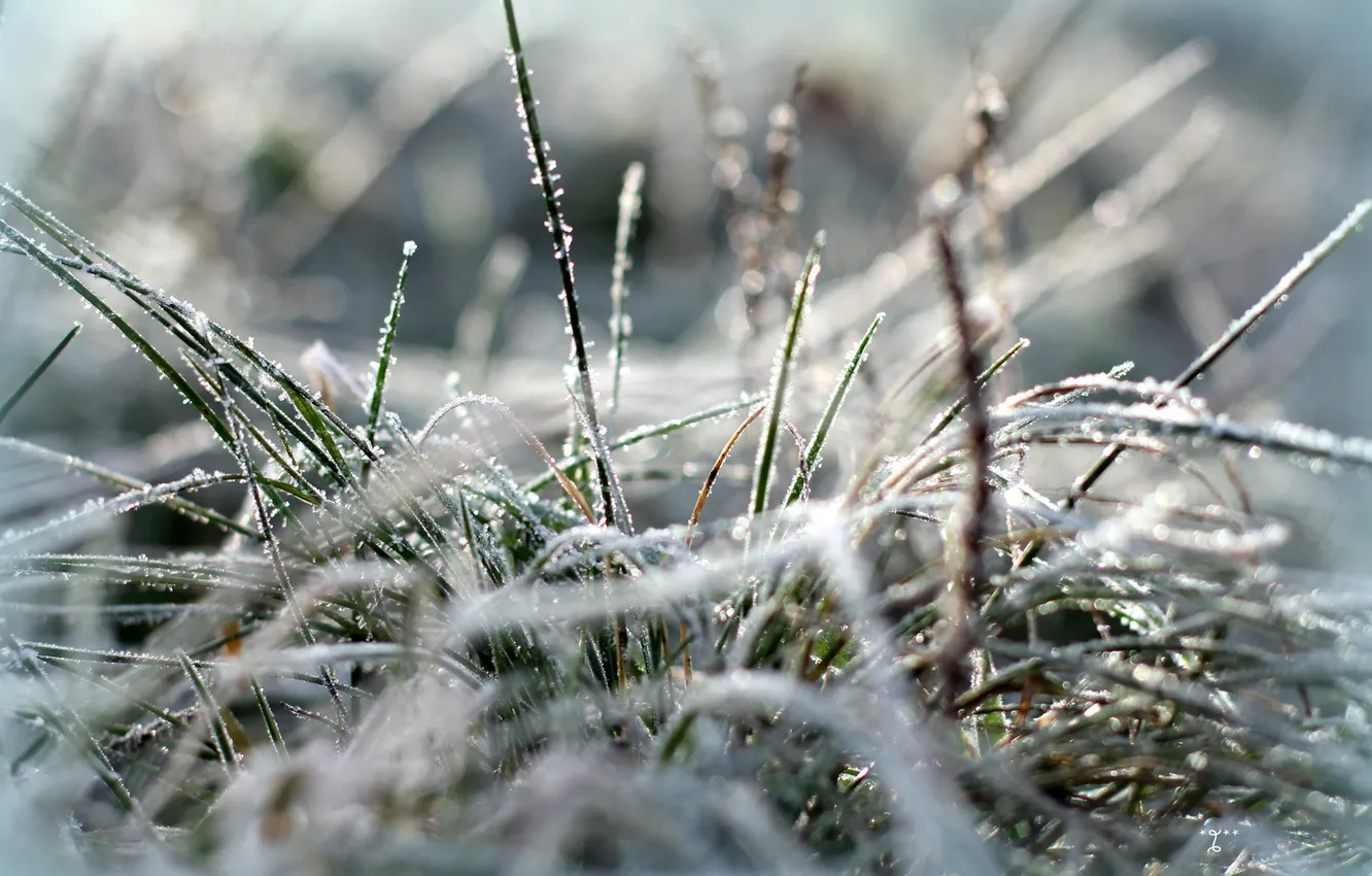 Фото обои холод, иней, трава