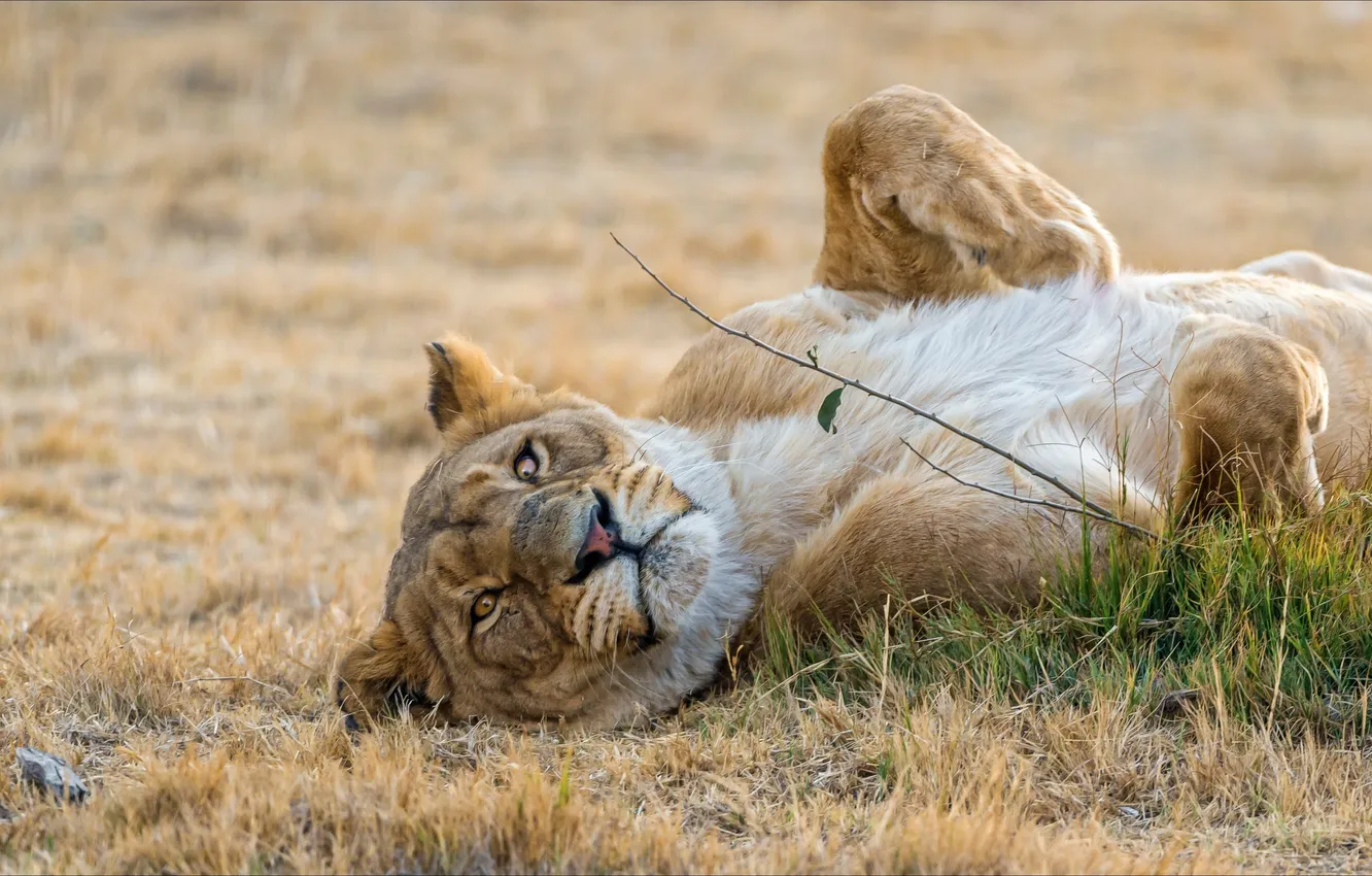 Фото обои животные, relax, львица