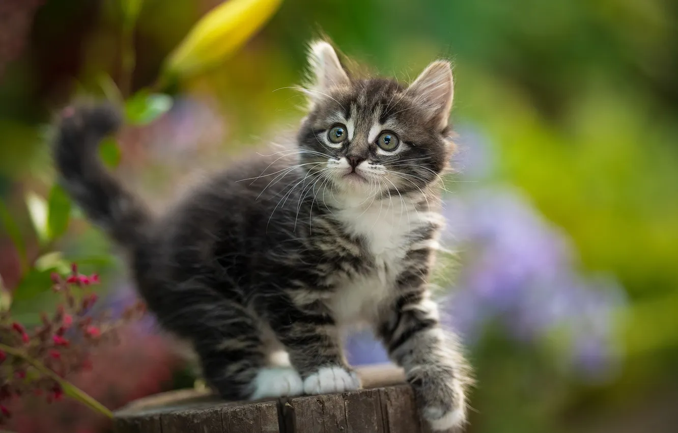 Фото обои котёнок, колода, Юрий Коротун