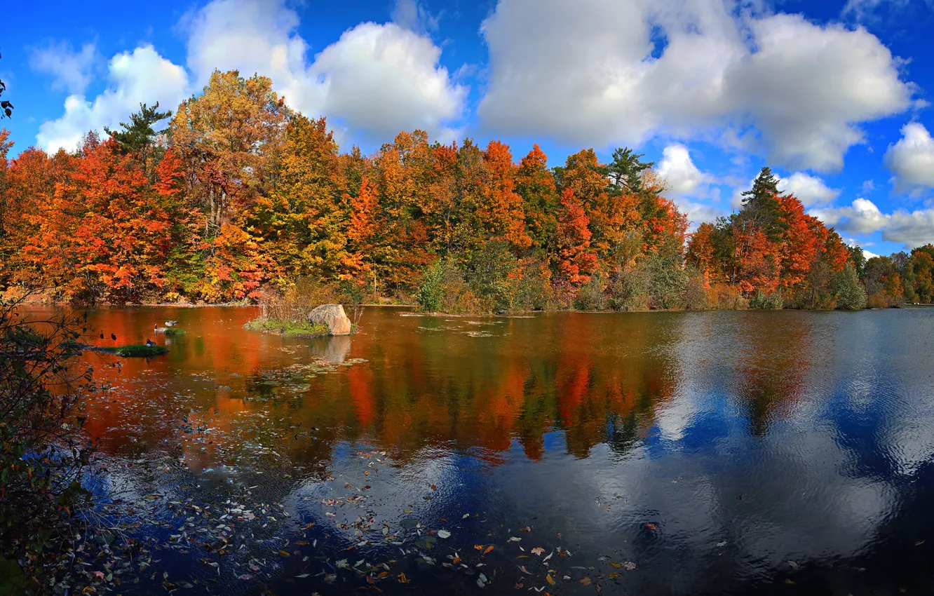 Фото обои осень, лес, небо, листья, облака, деревья, озеро, краски