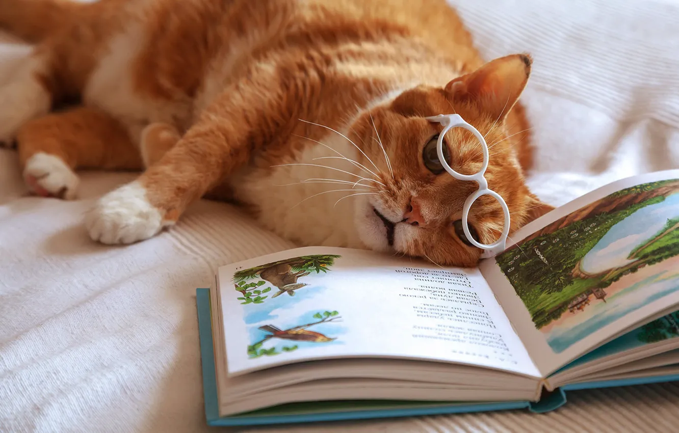 Фото обои кот, рыжий, очки, устал, книга