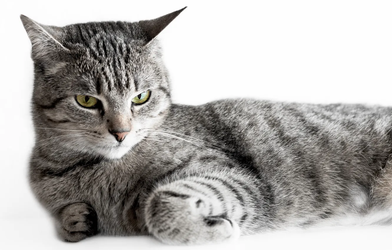 Фото обои кот, серый, полосатый