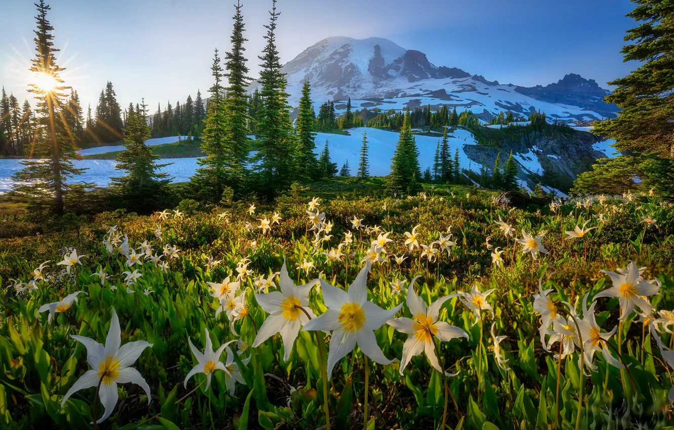 Фото обои Sunset, Mt. Rainier National Park, Avalanche Lilies