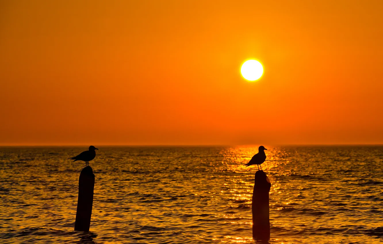 Фото обои море, небо, солнце, закат, птица, чайка