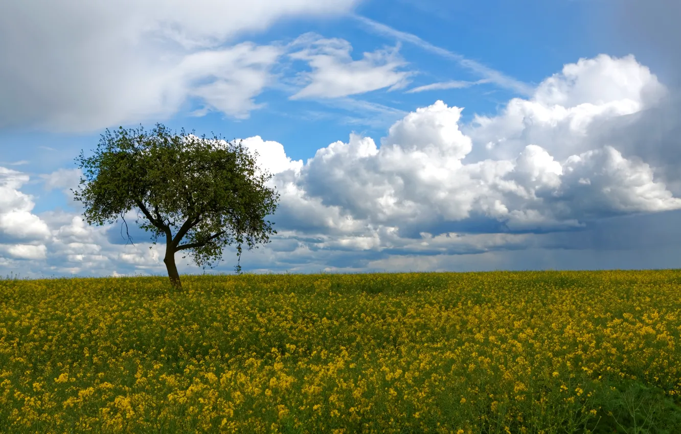 Фото обои поле, небо, облака, дерево, рапс