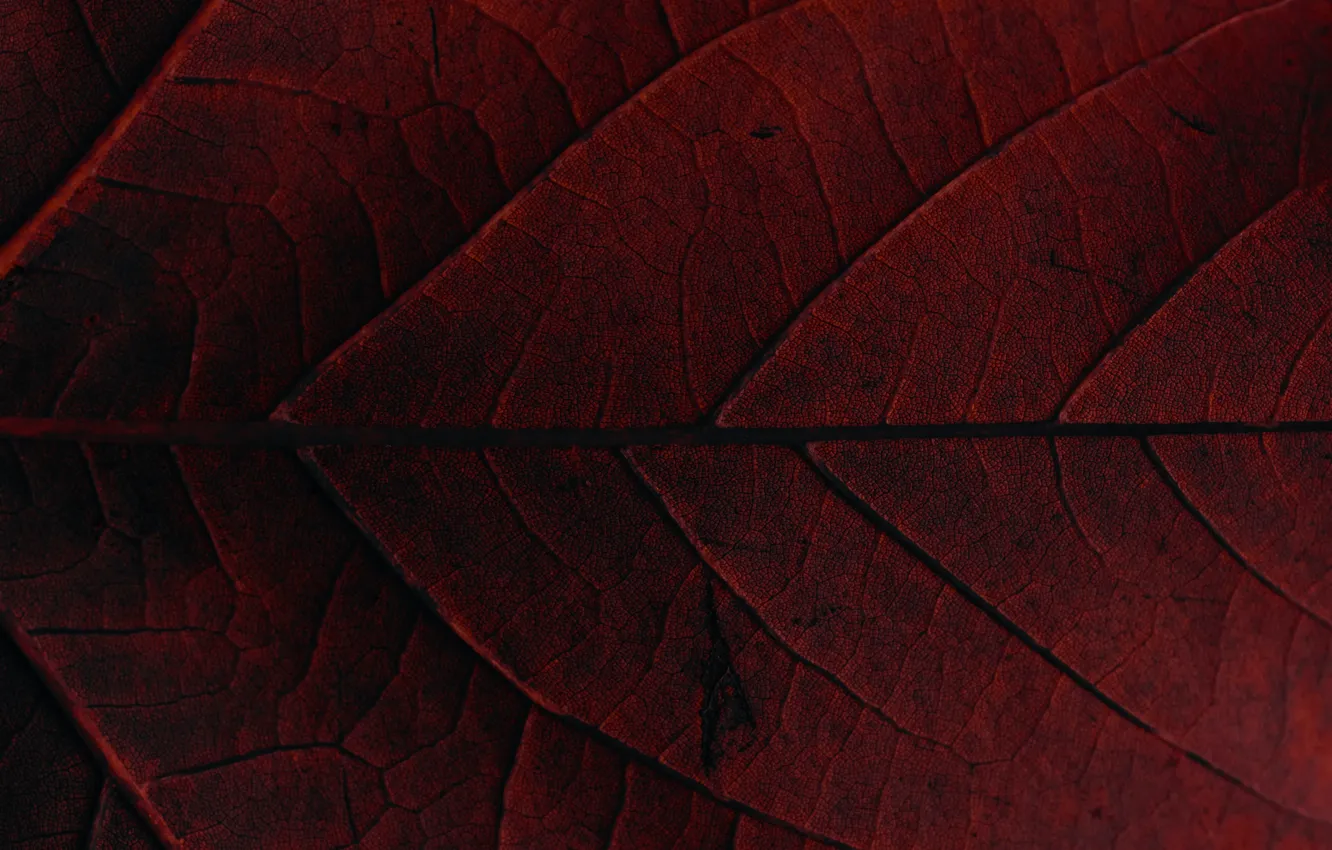 Фото обои red, macro, leaf