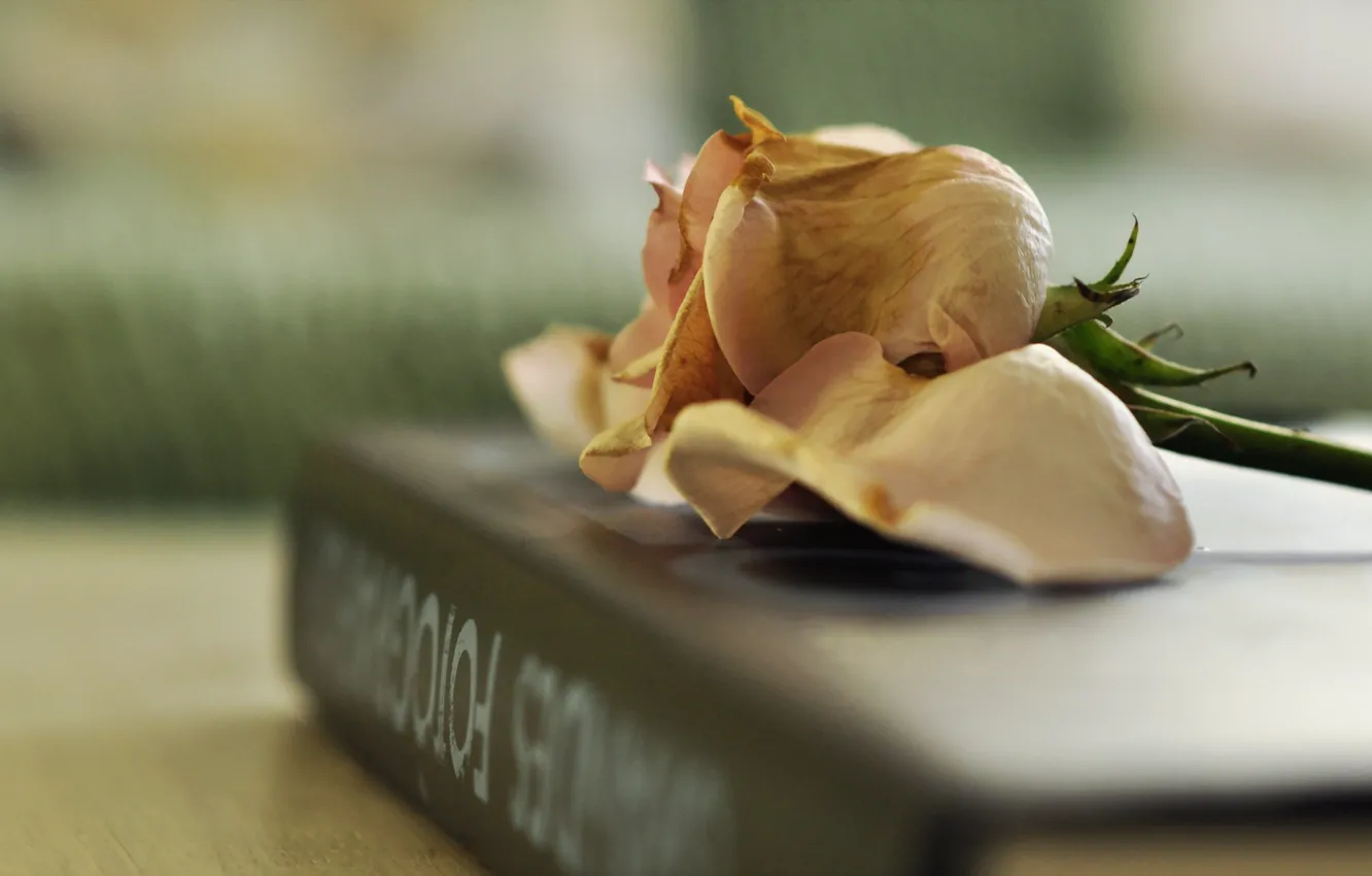 Фото обои фон, роза, книга