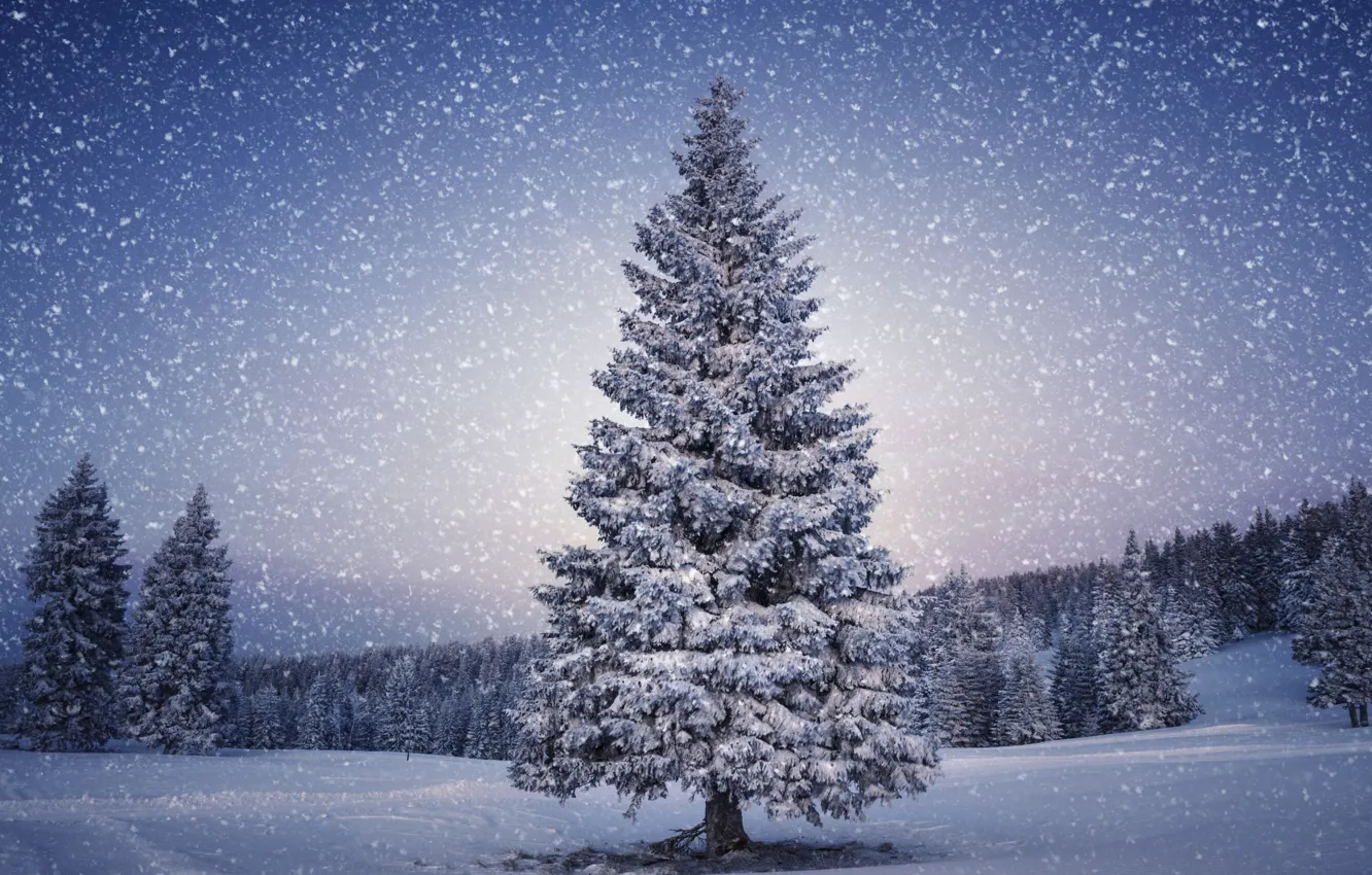 Фото обои зима, снег, деревья, пейзаж, горы, природа